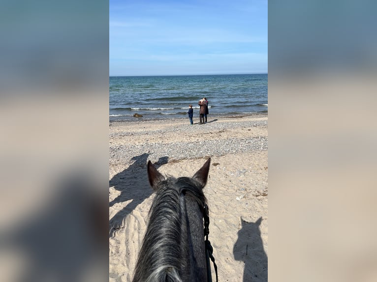 American Quarter Horse Stute 14 Jahre 150 cm Roan-Blue in Rostock