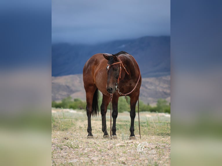 American Quarter Horse Stute 14 Jahre 150 cm Rotbrauner in Powell, WY