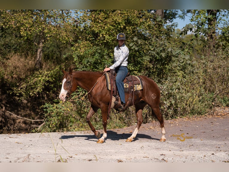 American Quarter Horse Stute 14 Jahre 150 cm Rotfuchs in Bogard