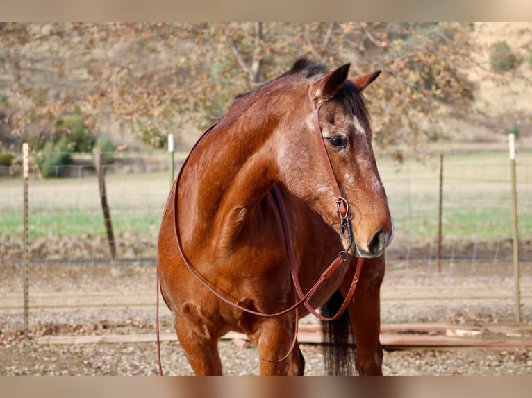American Quarter Horse Stute 14 Jahre 150 cm in Bitterwater CA