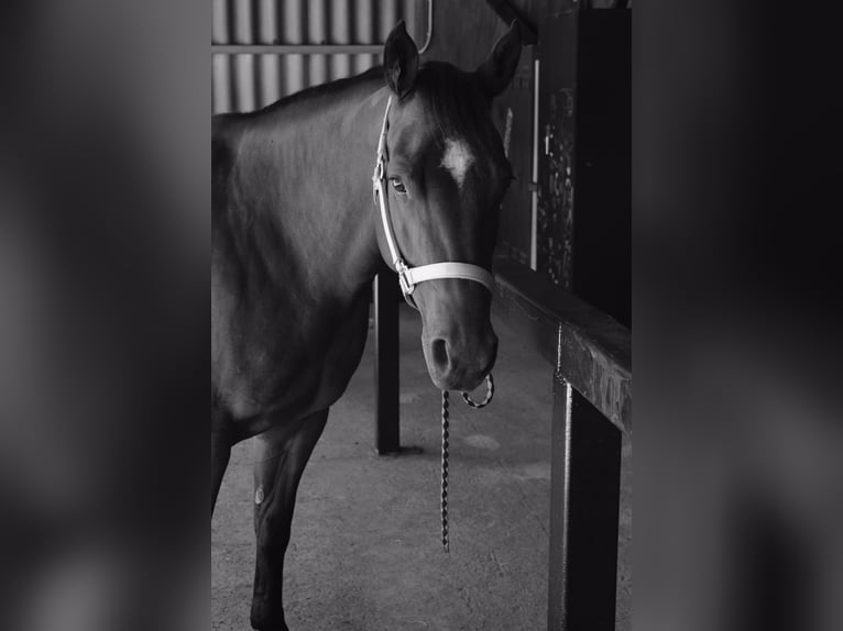 American Quarter Horse Stute 14 Jahre 152 cm Brauner in Albstadt