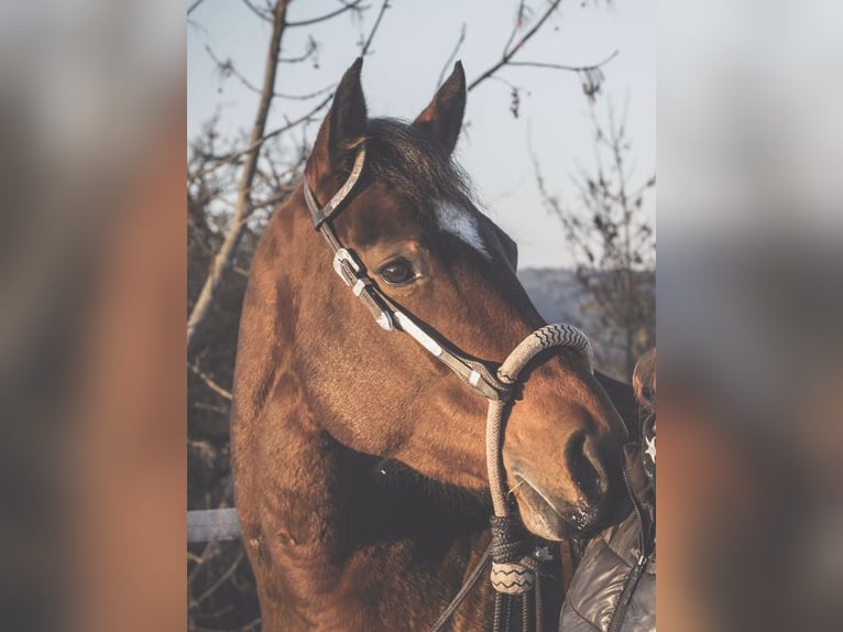 American Quarter Horse Stute 14 Jahre 152 cm Brauner in Albstadt