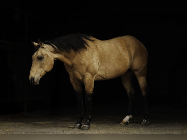 American Quarter Horse Stute 14 Jahre 152 cm Buckskin in Quitman