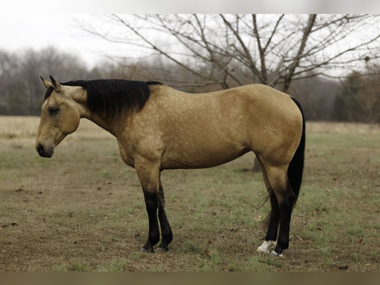 American Quarter Horse Stute 14 Jahre 152 cm Buckskin in Quitman