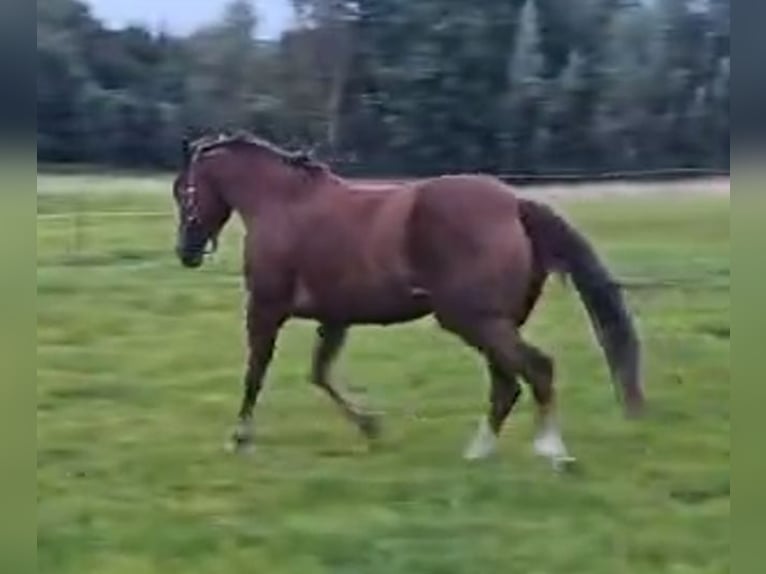 American Quarter Horse Stute 14 Jahre 152 cm Dunkelfuchs in Essen