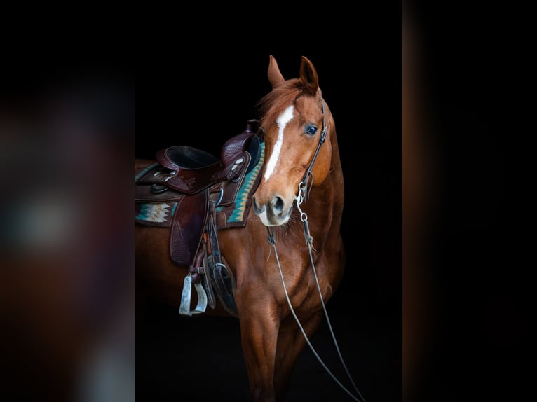 American Quarter Horse Stute 14 Jahre 152 cm Fuchs in Tannheim