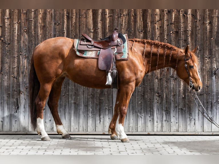 American Quarter Horse Stute 14 Jahre 152 cm Fuchs in Tannheim