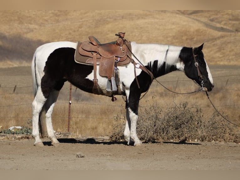 American Quarter Horse Stute 14 Jahre 152 cm Tobiano-alle-Farben in Paicines CA