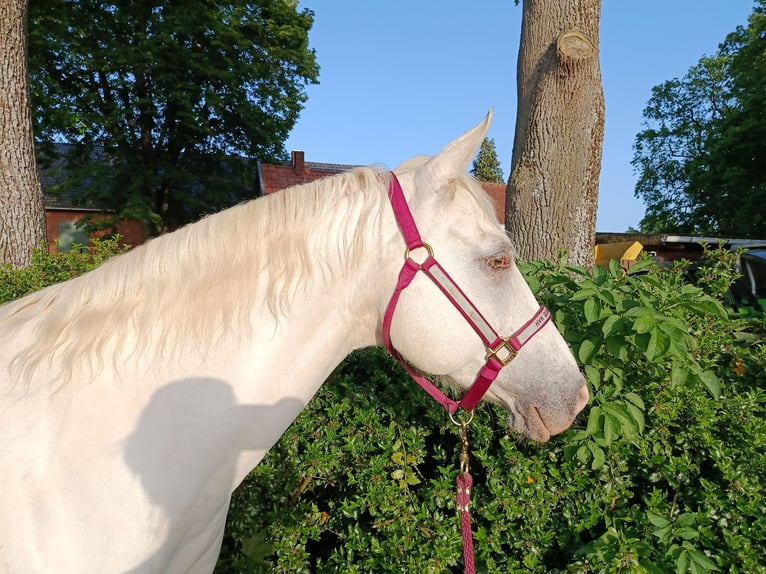 American Quarter Horse Stute 14 Jahre 153 cm Champagne in Stolzenau