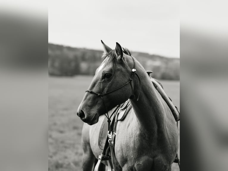 American Quarter Horse Stute 14 Jahre 153 cm  in Leutershausen