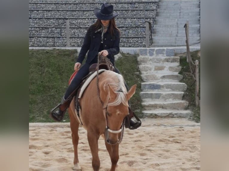 American Quarter Horse Stute 14 Jahre 153 cm Palomino in Vilshofen