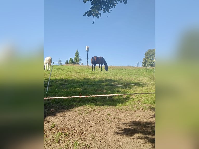 American Quarter Horse Stute 14 Jahre 156 cm Brauner in Peiting