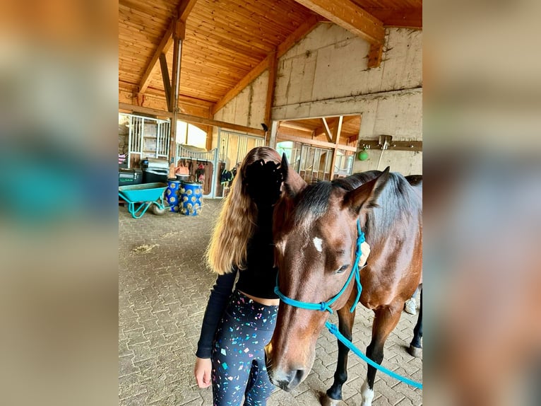 American Quarter Horse Stute 14 Jahre 156 cm Brauner in Peiting