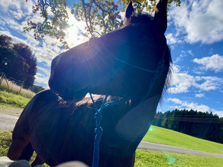 American Quarter Horse Stute 14 Jahre 156 cm Brauner in Peiting