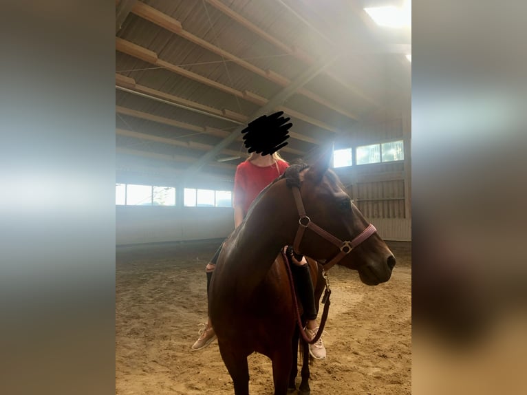 American Quarter Horse Stute 14 Jahre 156 cm Brauner in Peiting
