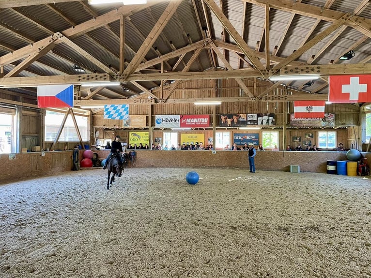 American Quarter Horse Stute 14 Jahre 156 cm Brauner in Peiting