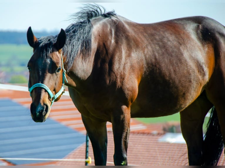 American Quarter Horse Stute 14 Jahre 156 cm Brauner in Peiting