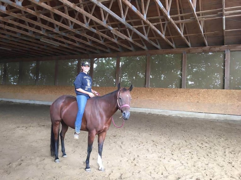 American Quarter Horse Stute 14 Jahre 156 cm Brauner in Peiting