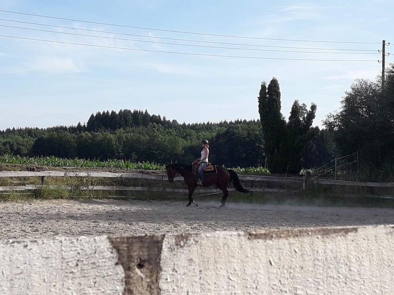 American Quarter Horse Stute 14 Jahre 156 cm Brauner in Peiting