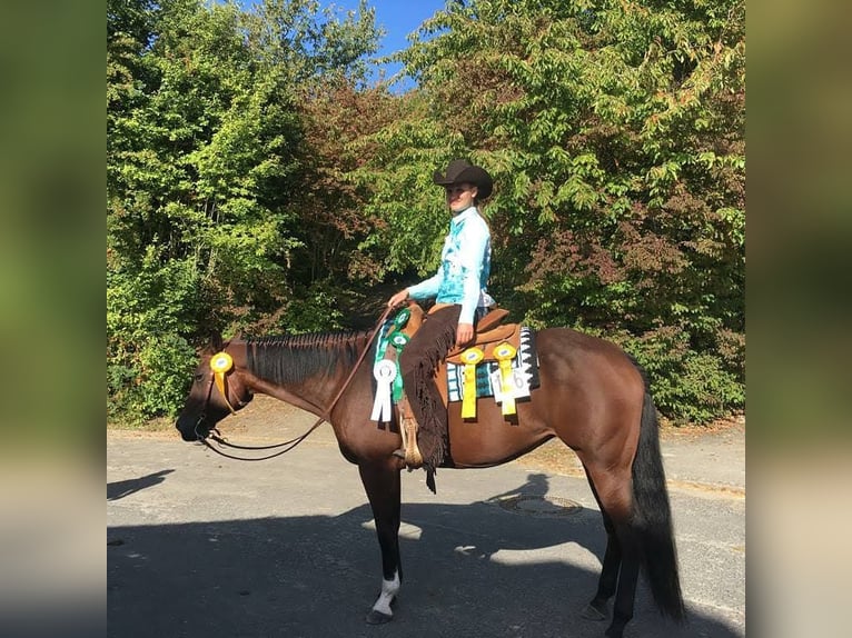 American Quarter Horse Stute 14 Jahre 156 cm Brauner in Peiting
