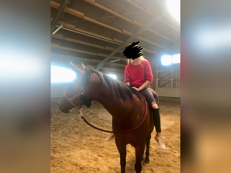 American Quarter Horse Stute 14 Jahre 156 cm Brauner in Peiting