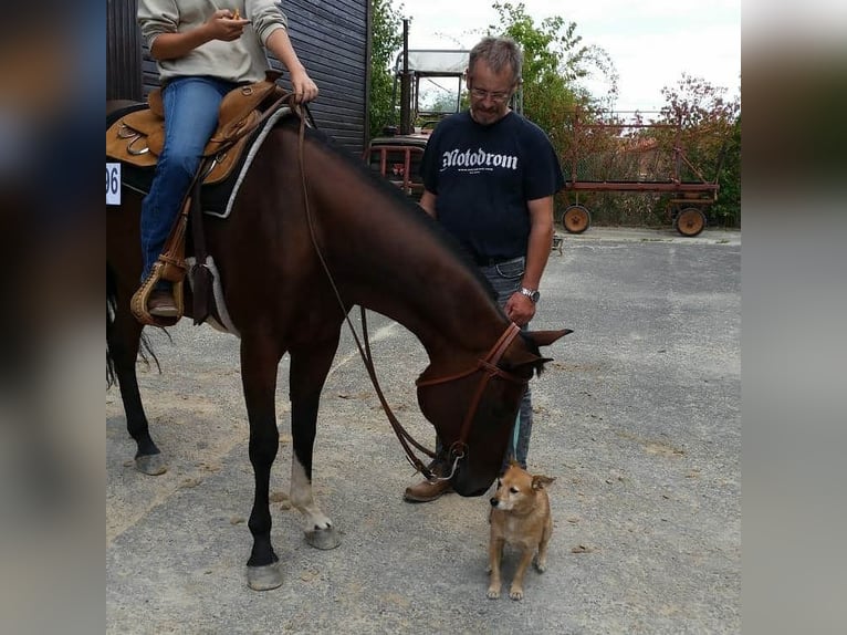 American Quarter Horse Stute 14 Jahre 156 cm Brauner in Peiting
