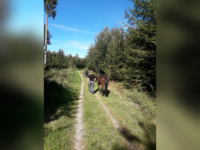 American Quarter Horse Stute 14 Jahre 156 cm Brauner in Peiting