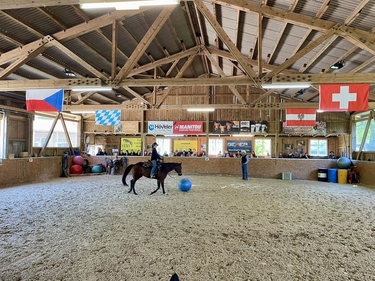 American Quarter Horse Stute 14 Jahre 156 cm Brauner in Peiting