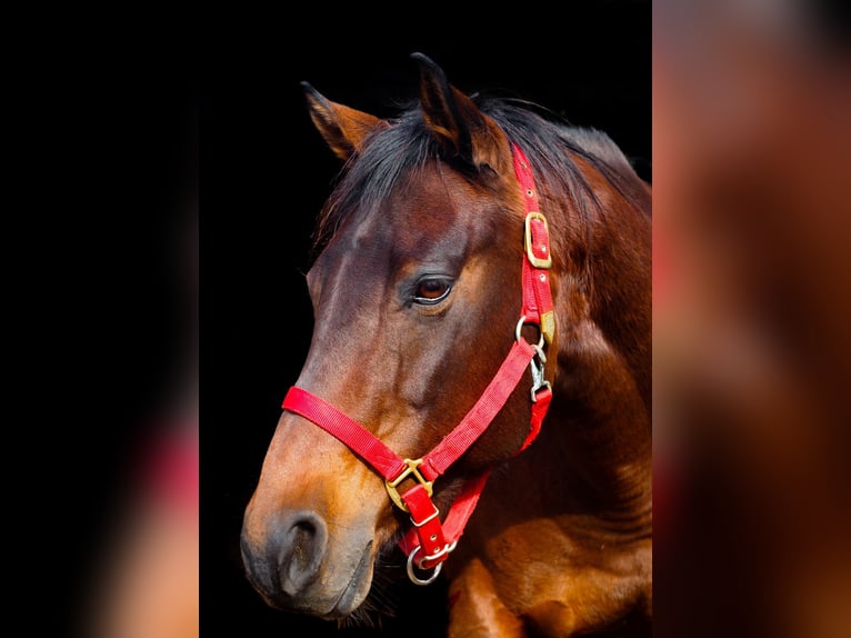 American Quarter Horse Stute 14 Jahre 159 cm Brauner in Kenzingen