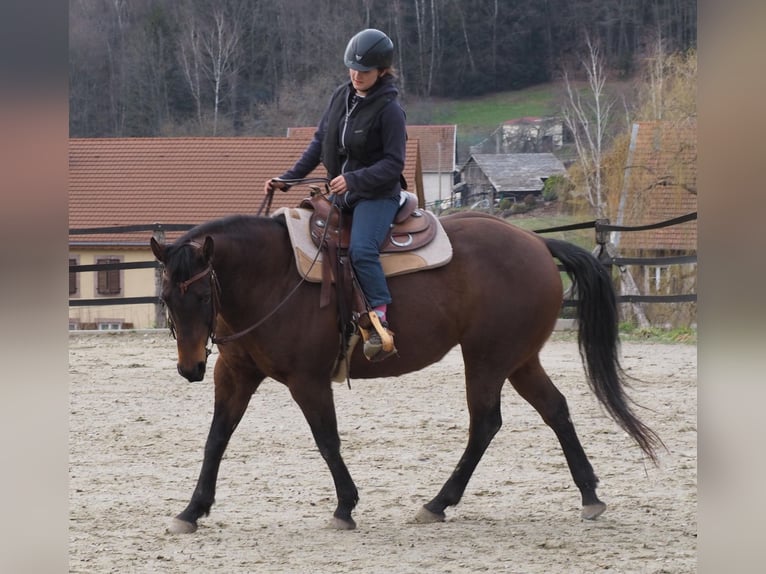 American Quarter Horse Stute 14 Jahre 159 cm Brauner in Kenzingen