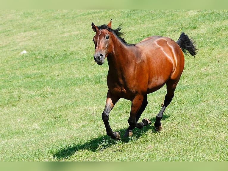 American Quarter Horse Stute 14 Jahre 159 cm Brauner in Kenzingen
