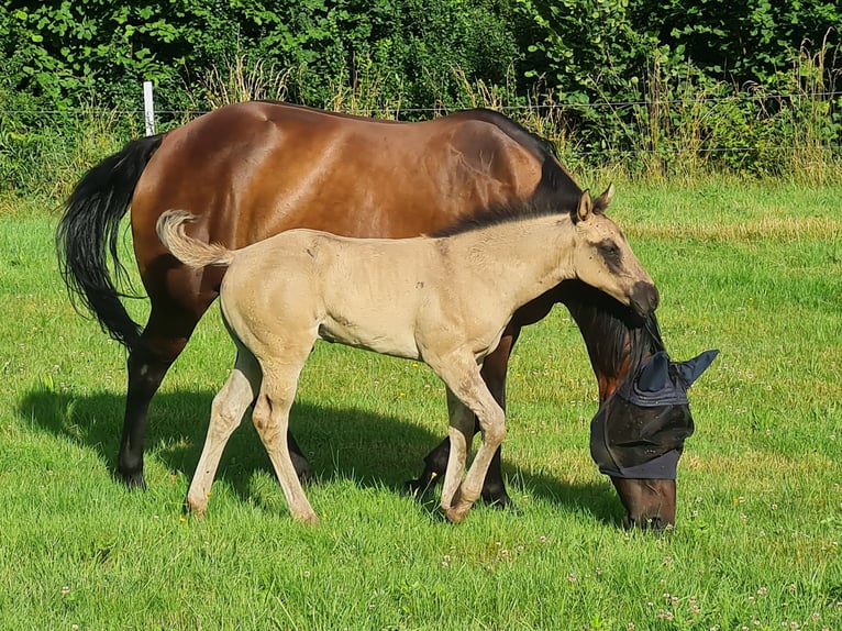 American Quarter Horse Stute 14 Jahre 159 cm Brauner in Kenzingen