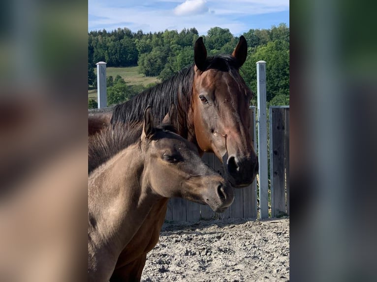 American Quarter Horse Stute 14 Jahre 159 cm Brauner in Kenzingen