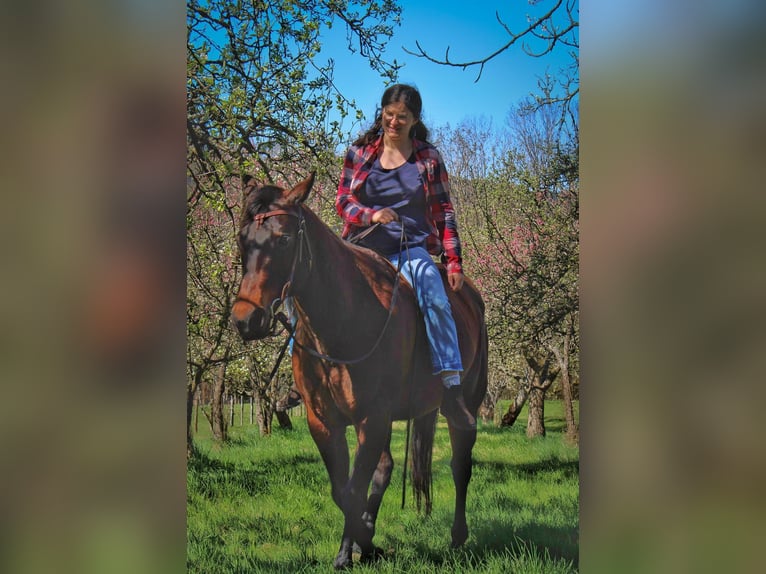 American Quarter Horse Stute 14 Jahre 159 cm Brauner in Kenzingen