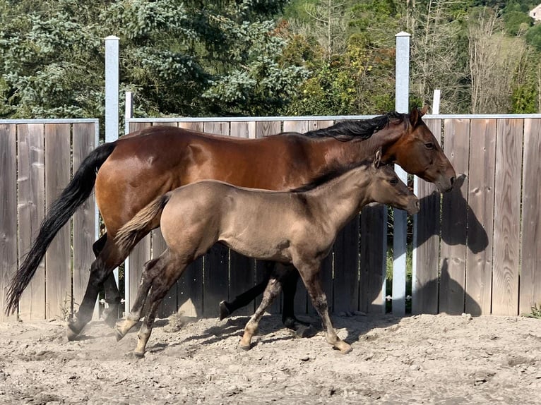 American Quarter Horse Stute 14 Jahre 159 cm Brauner in Kenzingen