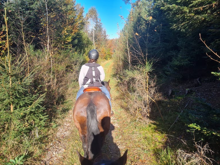 American Quarter Horse Stute 14 Jahre 159 cm Brauner in Kenzingen
