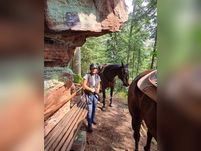 American Quarter Horse Stute 14 Jahre 159 cm Brauner in Kenzingen