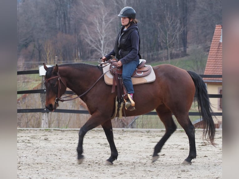 American Quarter Horse Stute 14 Jahre 159 cm Brauner in Kenzingen