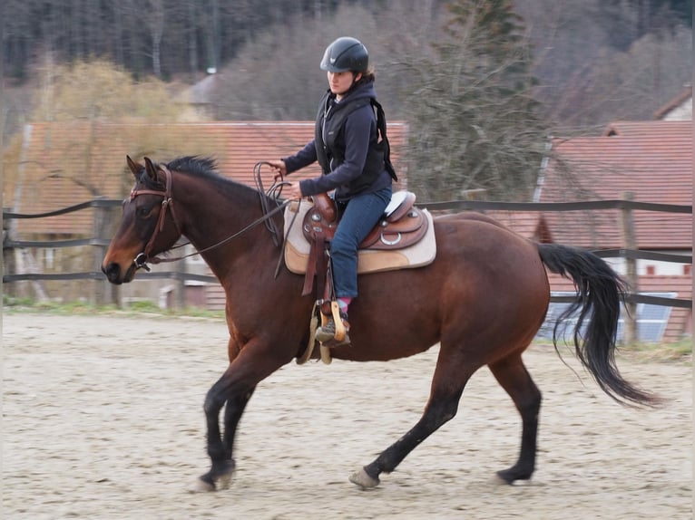 American Quarter Horse Stute 14 Jahre 159 cm Brauner in Kenzingen