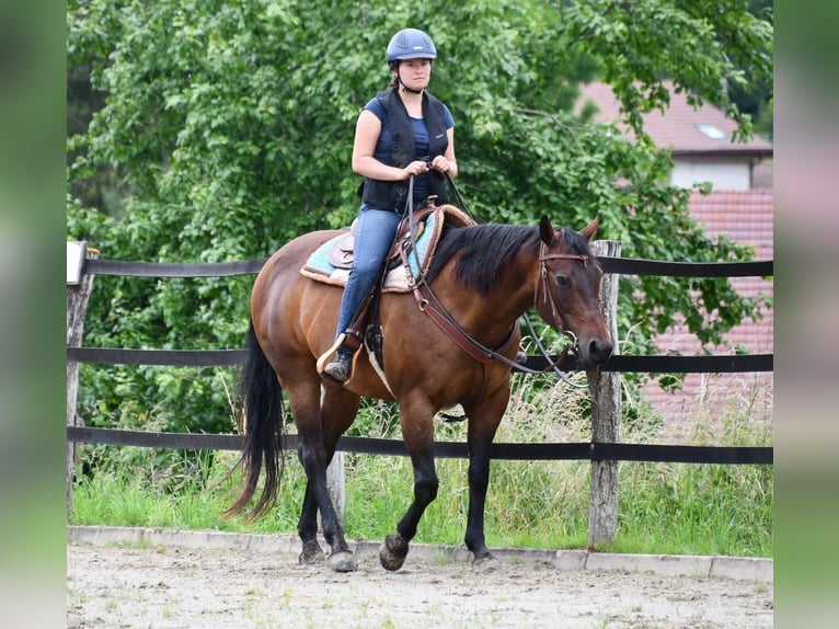 American Quarter Horse Stute 14 Jahre 159 cm Brauner in Kenzingen