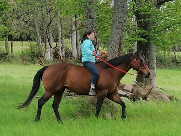 American Quarter Horse Stute 14 Jahre 159 cm Brauner in Kenzingen