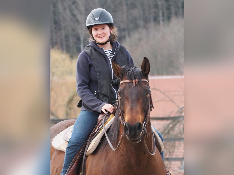 American Quarter Horse Stute 14 Jahre 159 cm Brauner in Kenzingen