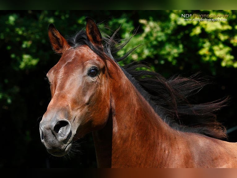 American Quarter Horse Stute 14 Jahre 159 cm Brauner in Kenzingen