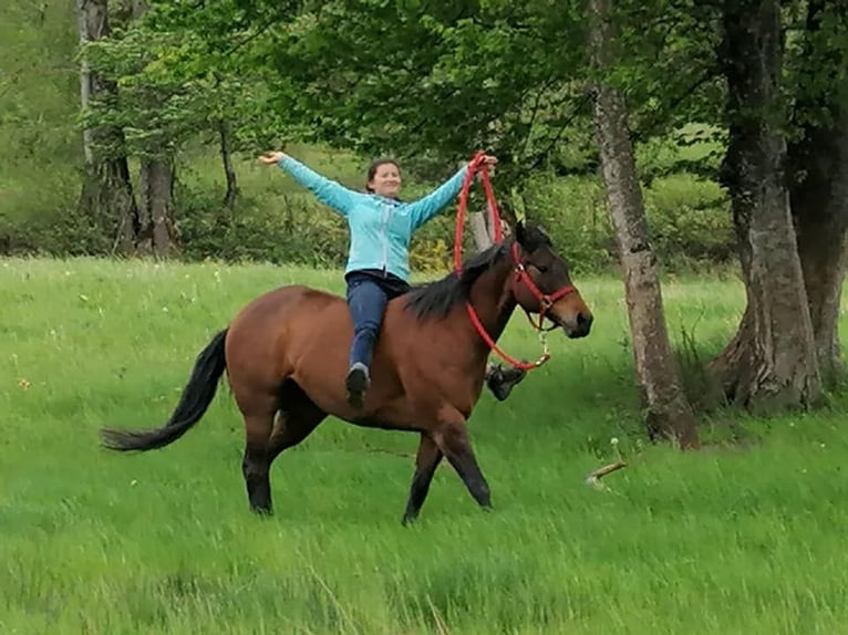 American Quarter Horse Stute 14 Jahre 159 cm Brauner in Kenzingen