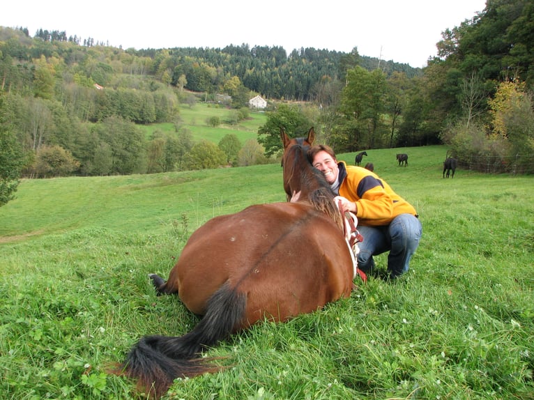 American Quarter Horse Stute 14 Jahre 159 cm Brauner in Kenzingen