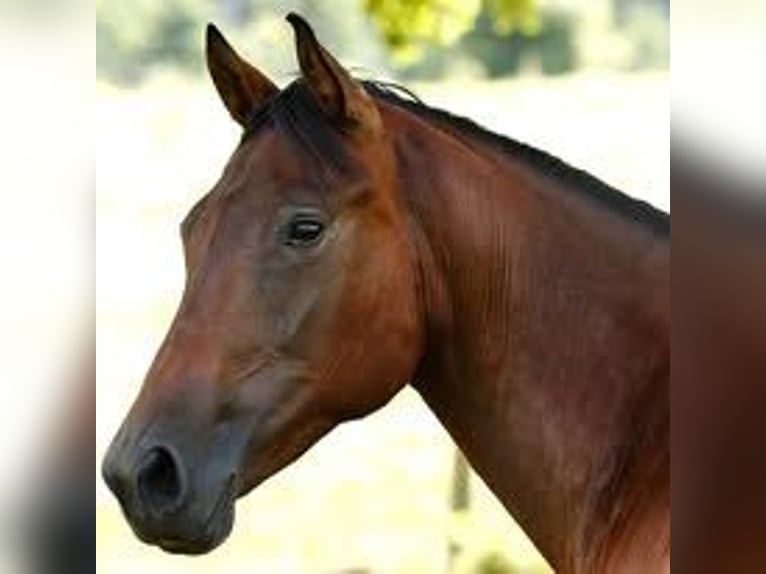 American Quarter Horse Stute 14 Jahre 159 cm Brauner in Kenzingen