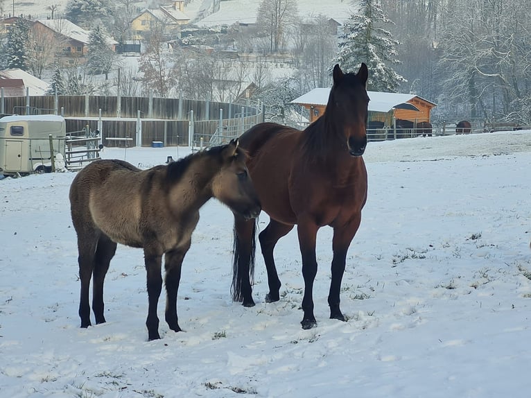 American Quarter Horse Stute 14 Jahre 159 cm Brauner in Kenzingen