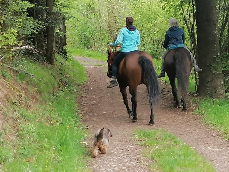 American Quarter Horse Stute 14 Jahre 159 cm Brauner in Kenzingen