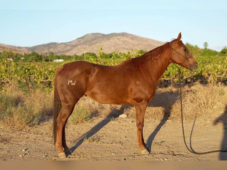 American Quarter Horse Stute 14 Jahre 163 cm Rotfuchs in Santa Clarita
