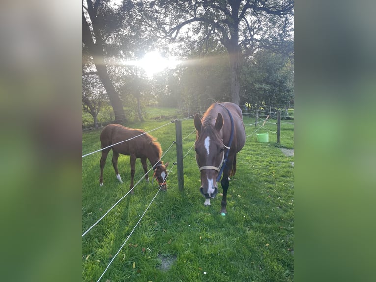 American Quarter Horse Stute 14 Jahre  in Hungen
